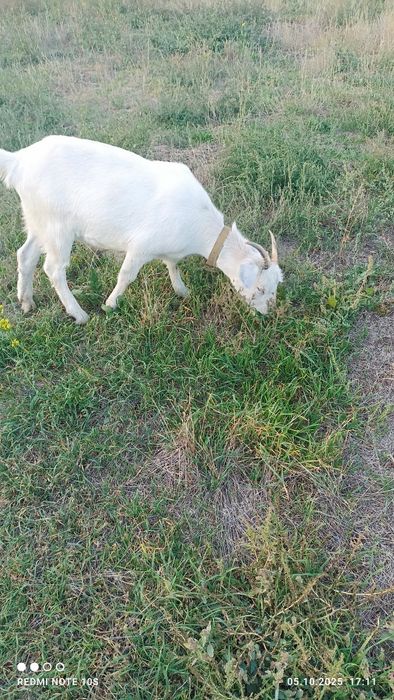 Молодые козочки.