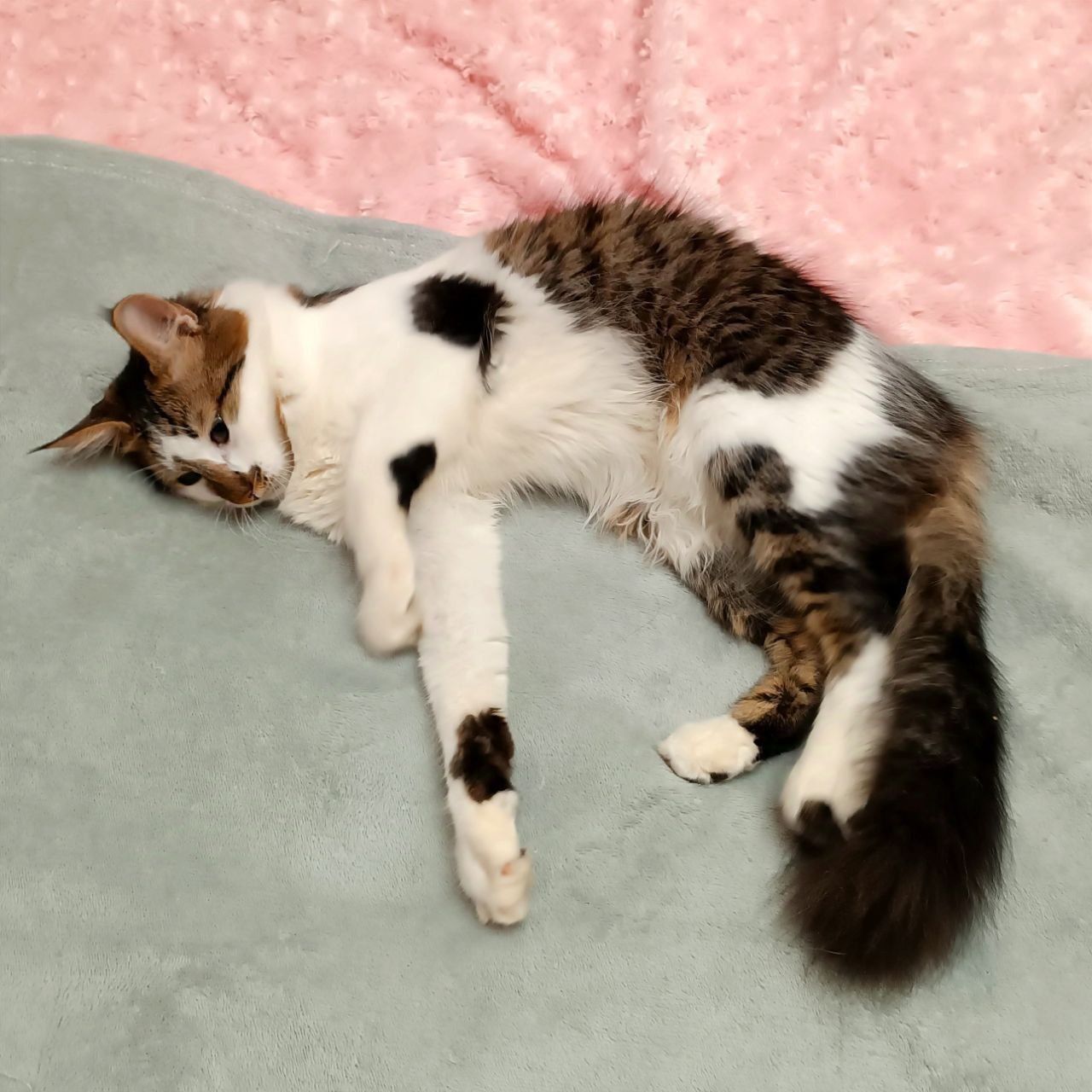 Красивейший котик ( 8 мес) ищет дом.