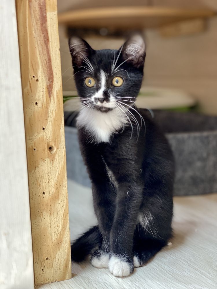 Кошенята, 2,5 міс, дівчатка, шукаємо домівку