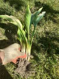 Hosta ogrodowa 3 sxuki