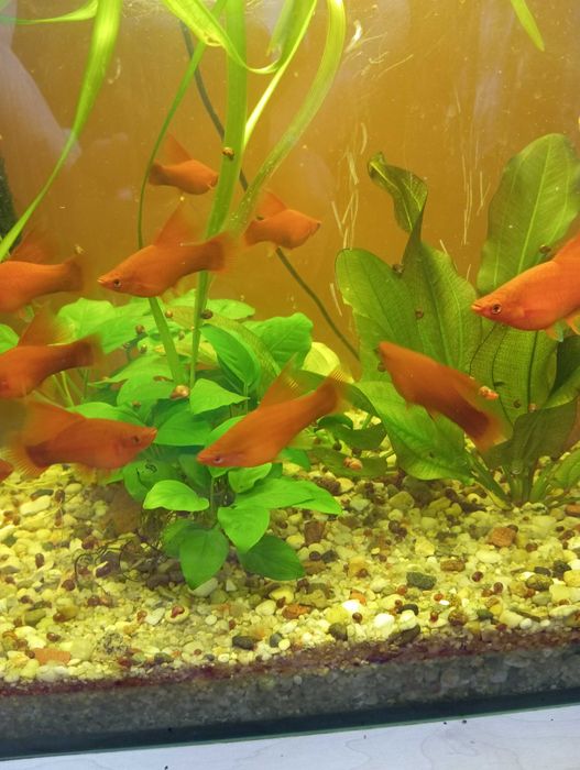 Sprzedam ładne mieczyki czerwone