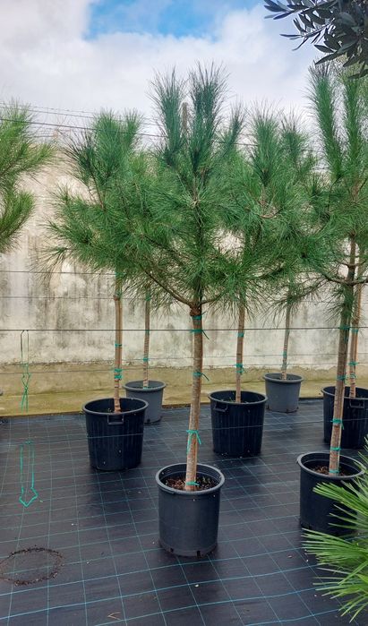 Pinheiros mansos 1 70/1.90