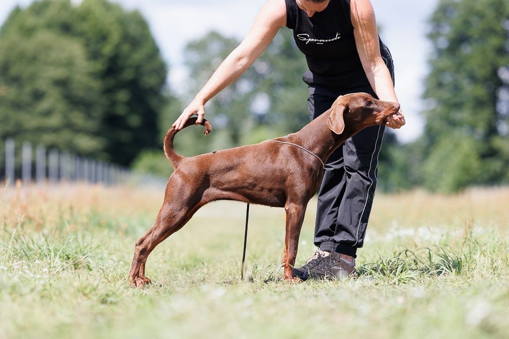 Doberman suczka ZKwP/FCI