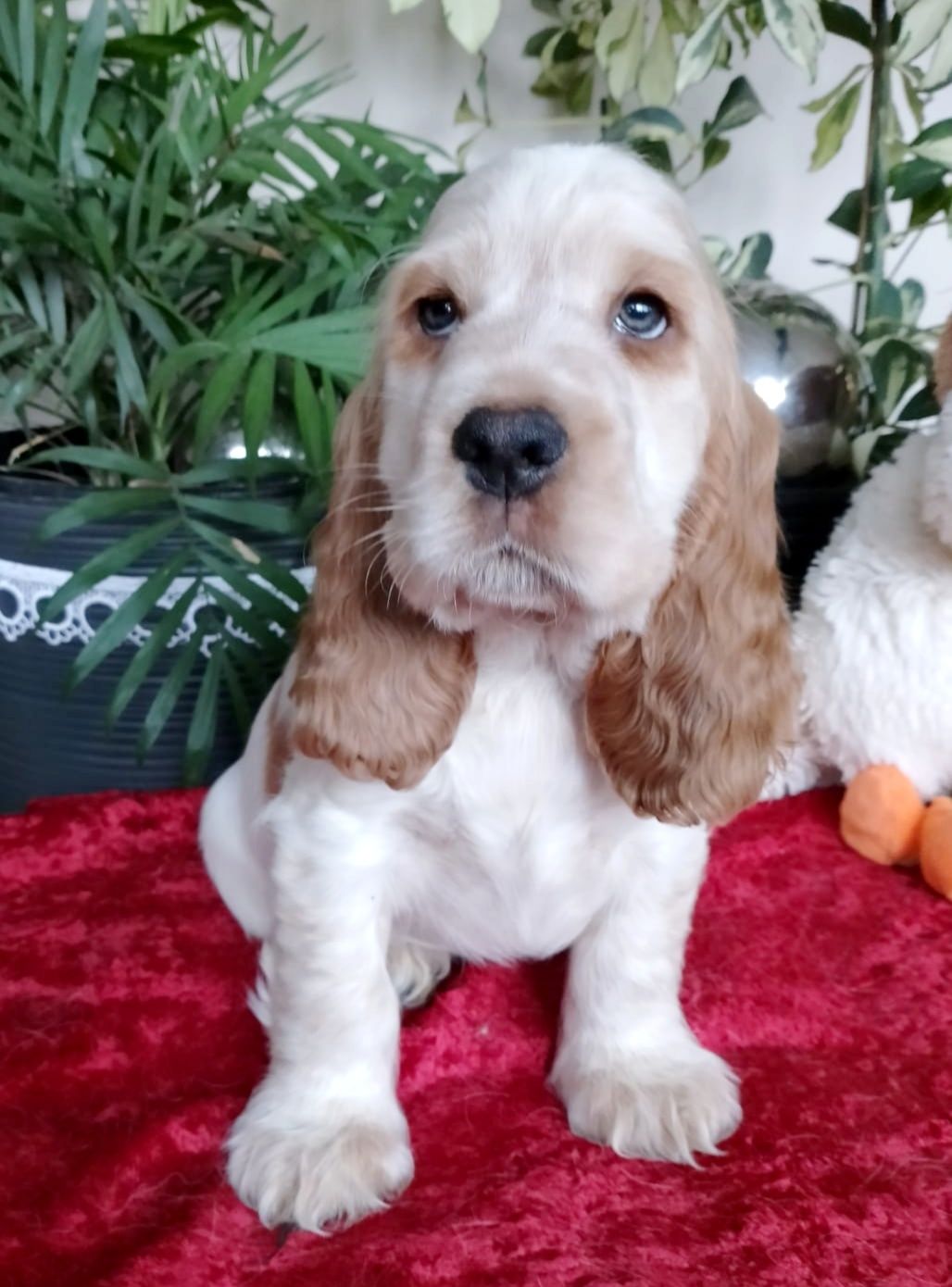 COCKER SPANIEL ANGIELSKI - rodowodowy szczeniaczek + wyprawka