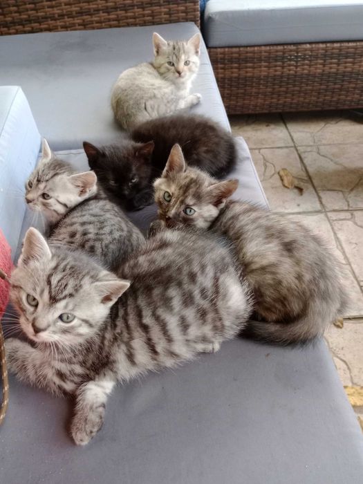 Oddam kotki za darmo