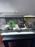 Terrarium dla gadów od Alleterra