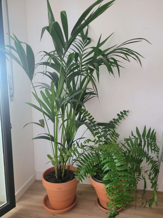 Planta palmeira e vaso de barro