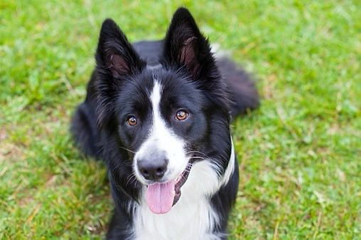 PILNE! Oddam za darmo  Border collie