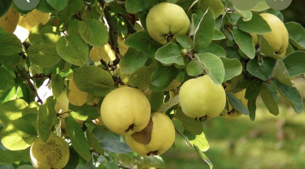 Pigwa z wlasnego sadu 10 kg