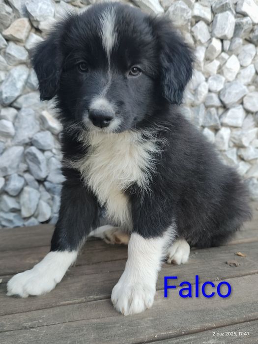 Border collie cudowny piesek przebadani rodzice do odbioru