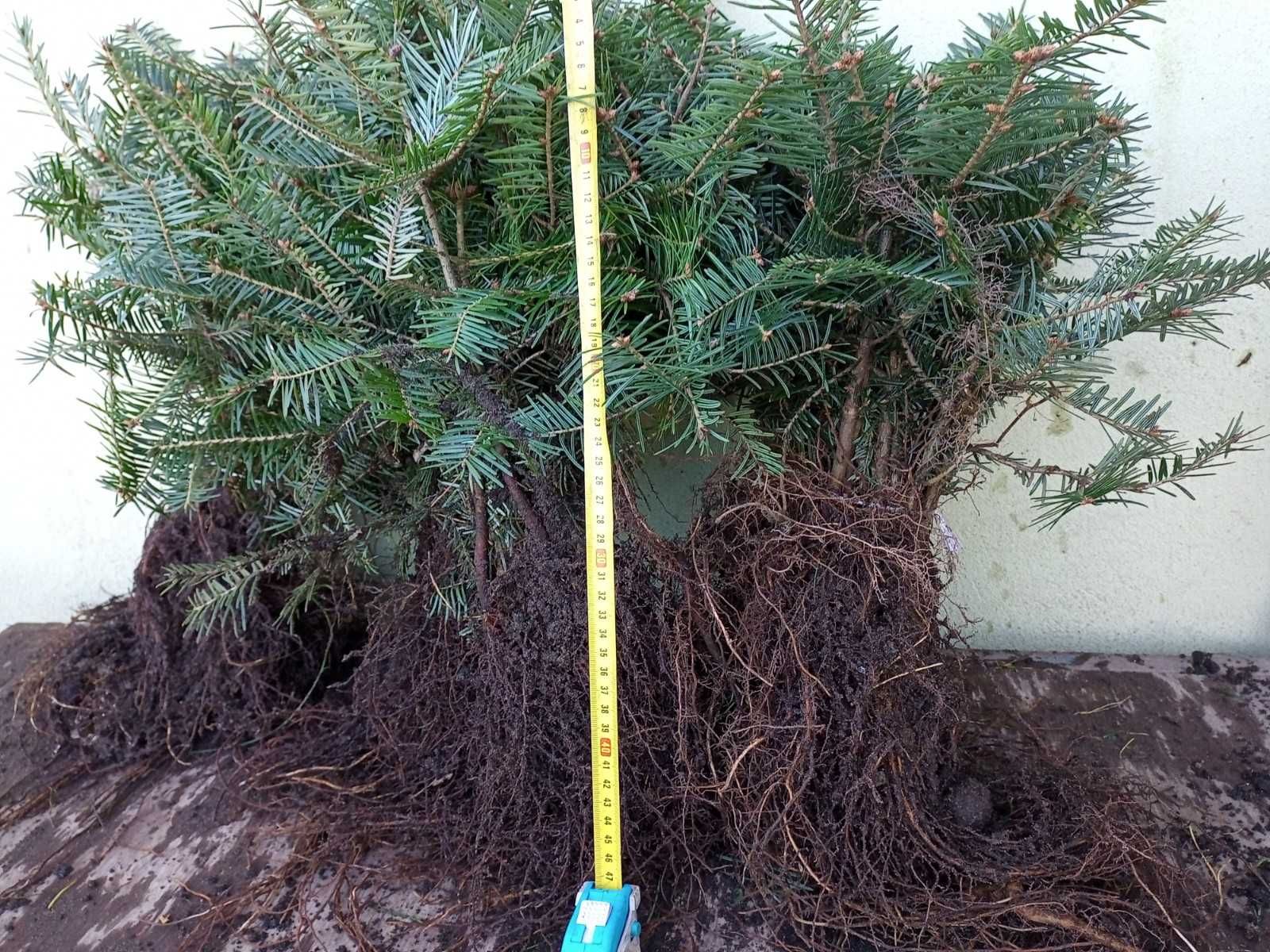 Jodła pospolita 4 L sadzonki 25-40cm szkółkowane  komplet 50 sztuk
