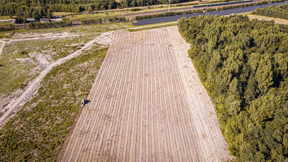 Wycinka Drzew, Mulczowanie, Frezowanie, Karczowanie