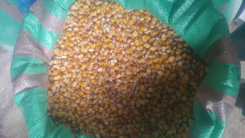 Kukurydza Kukurydza mielona