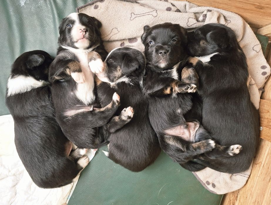 Szczeniaki szukają ciepłego domku