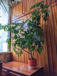 Фікус Мікрокарпа Ficus microcarpa кімнатні рослини фикус подарунок