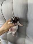 Chihuahua malutka sunia xs