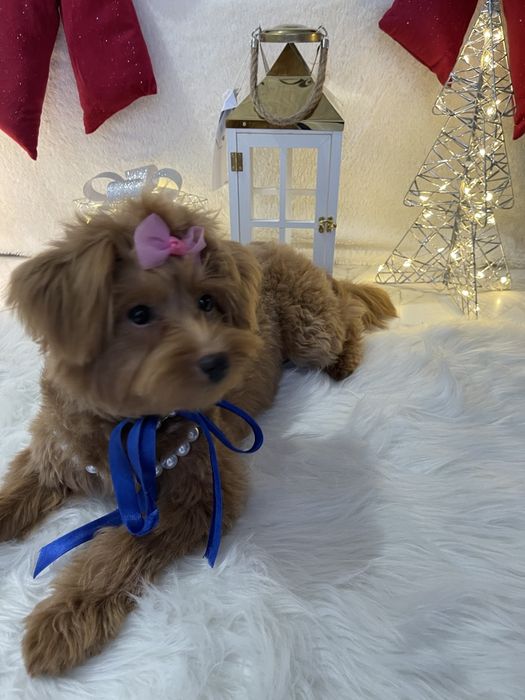 Помапу — Не зволікайте  таких залишилось лише 4!