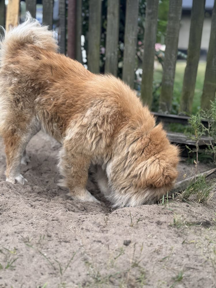 suczka chow chow