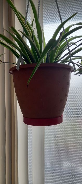 ХЛОРОФИТУМ .Денежное дерево," тещин язык"