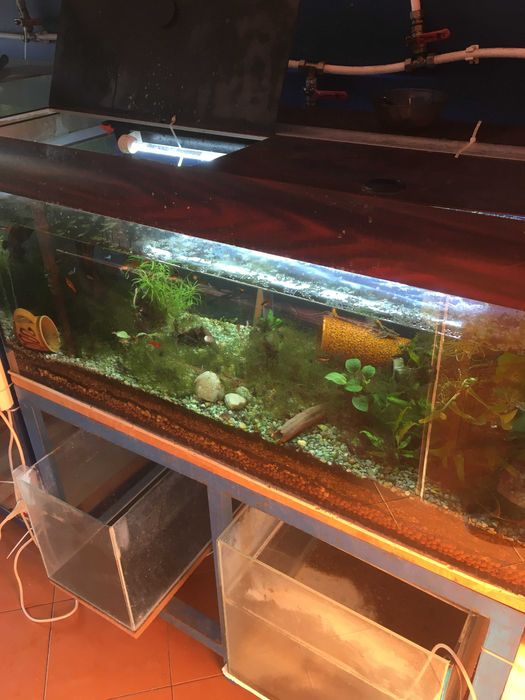 akwarium 300 litrów