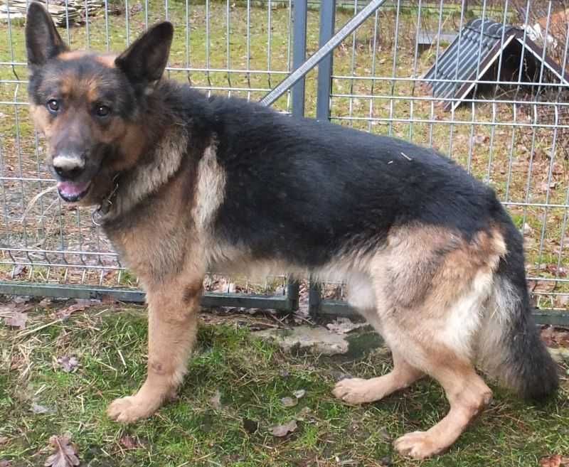 Lumbus duży owczarek do adopcji