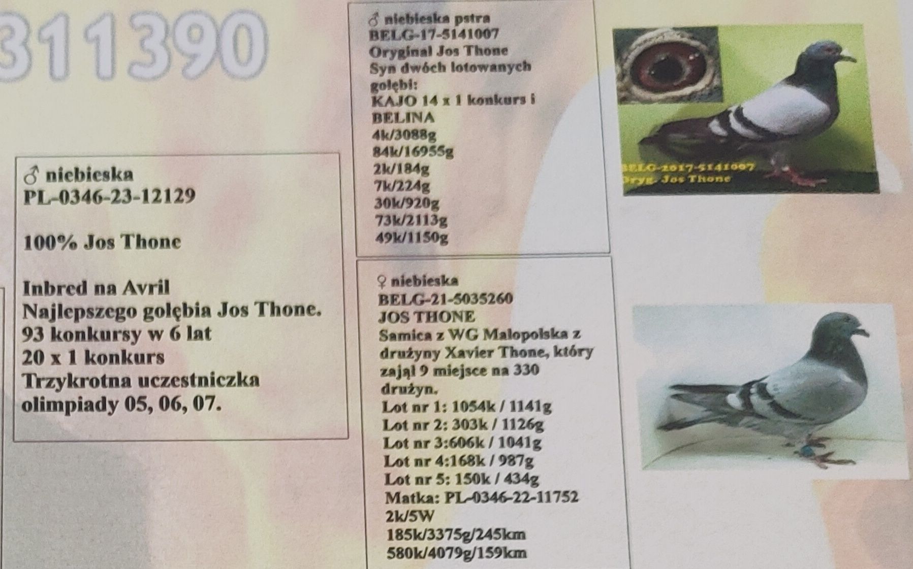 100% Jos Thone gołąb pocztowy, pocztowe