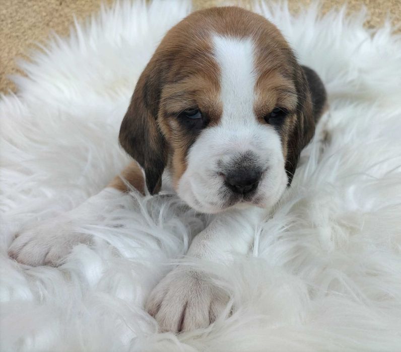 Śliczna sunia rasy Beagle gotowa do zmiany domku