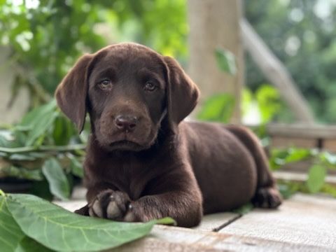 Labrador retriever piesek