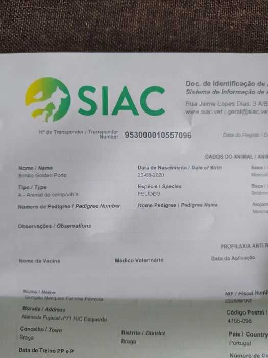 gata British Longhair