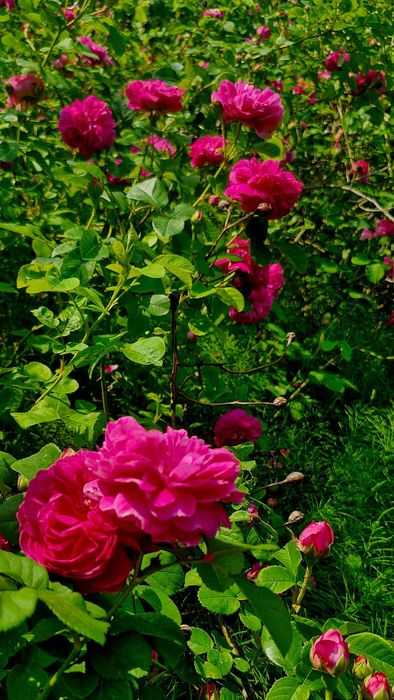 Róża stulistna ( centyfolia) 3 sadzonki