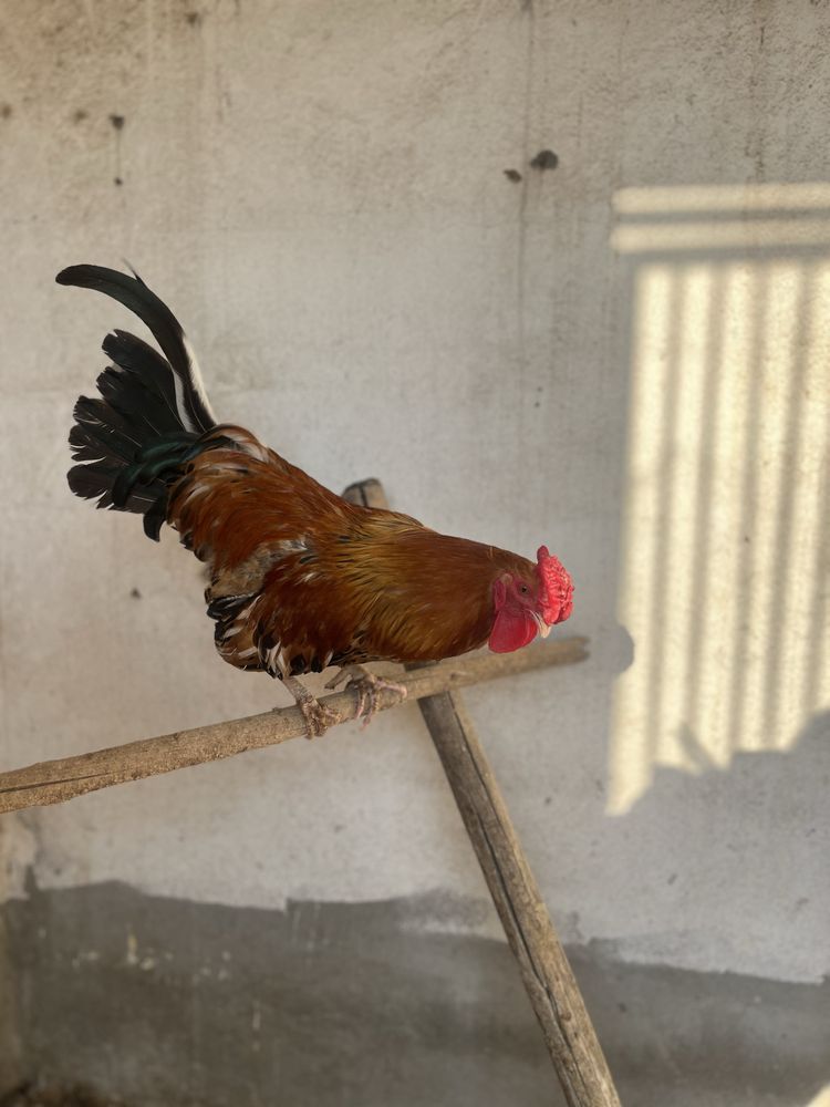 Galo da índia adulto