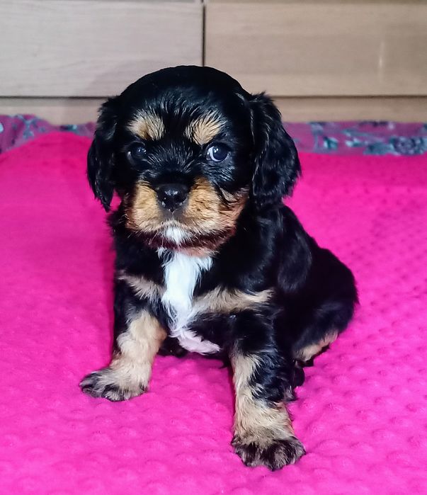 Piękny piesek Cavalier z rodowodem i wyprawką