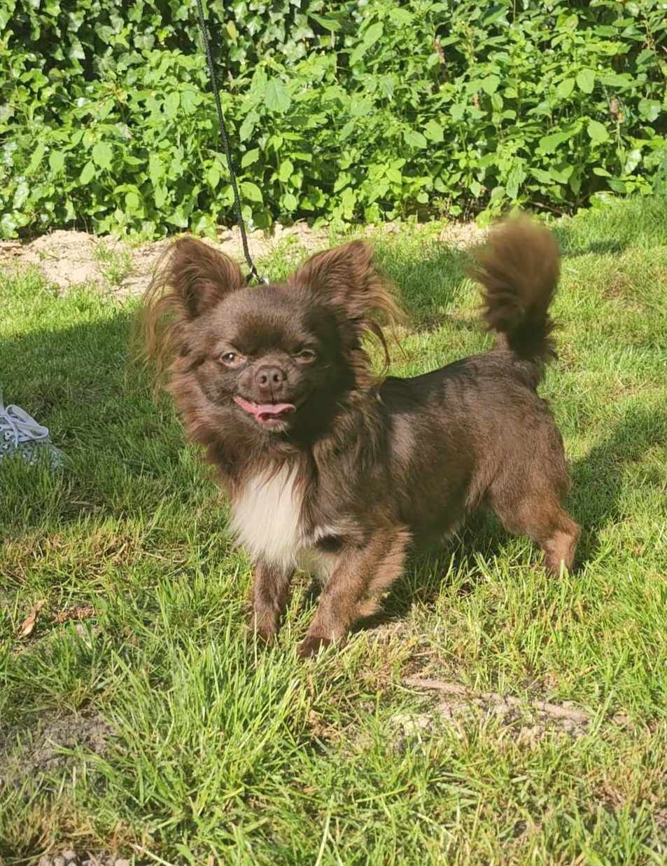 Zarezerwowana dziewczynka długowłosa Chihuahua ZKwP z wada zgryzu o ni