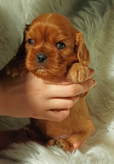 Śliczna ruda suczka Cavalier King Charles Spaniel FCI