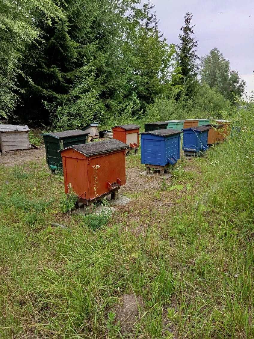 Pszczoły z ulami warsz. posze, ule Warszawskie poszerzane z pszczołami
