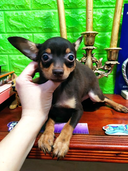 Сегодня или завтра-решать Вам! Малыш мини готов к переезду!ДокКСУ,чип