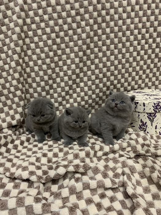 Кошенята шотланські
