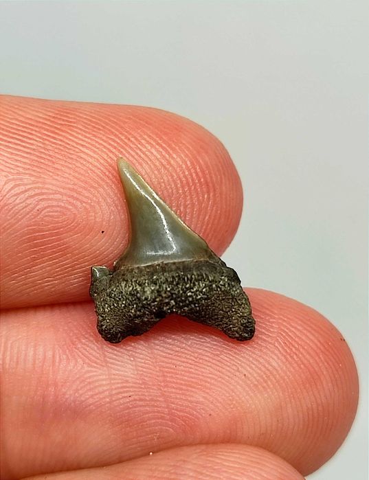 Belo lote de +25 dentes de tubarão