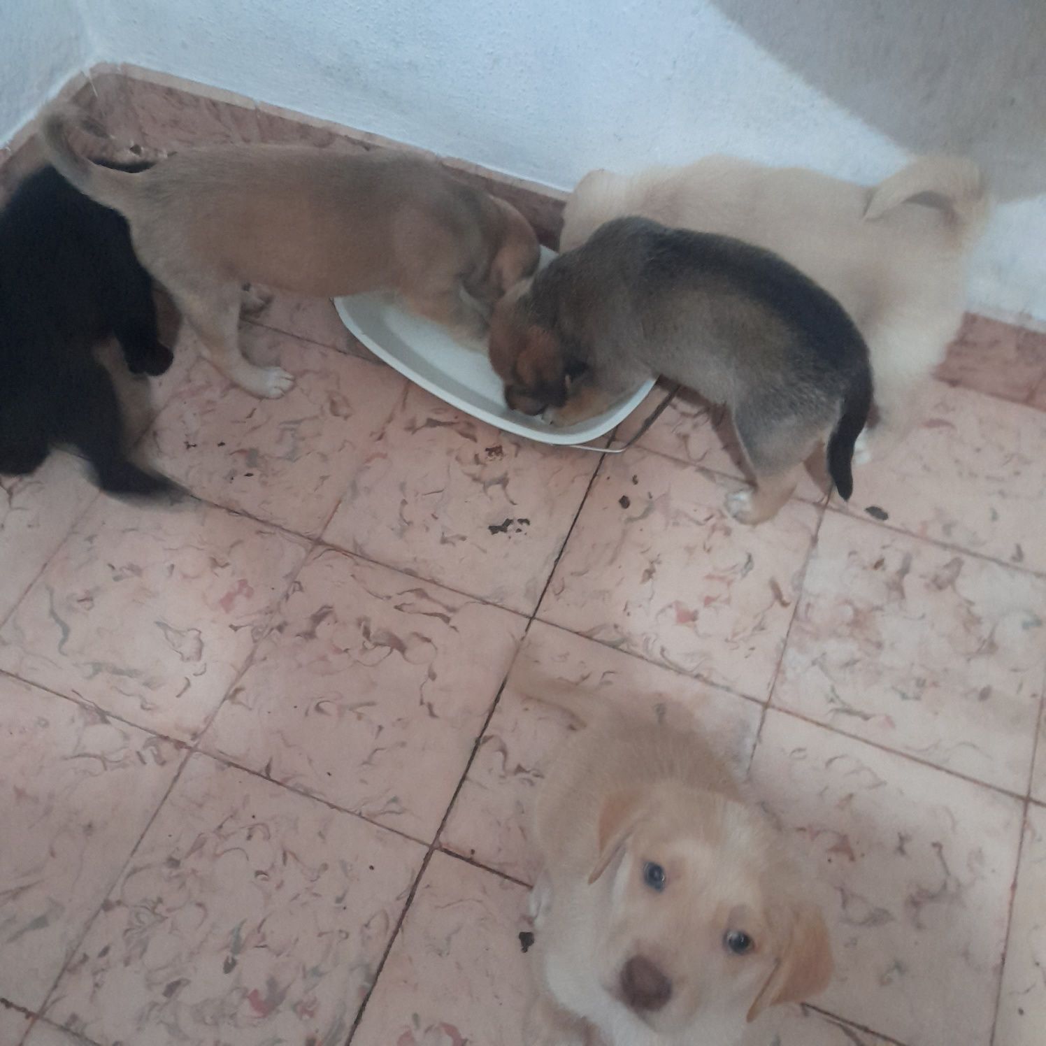 Caezinhos para adocao filhos de labrador