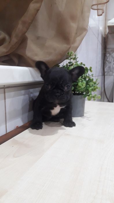 Французский бульдог