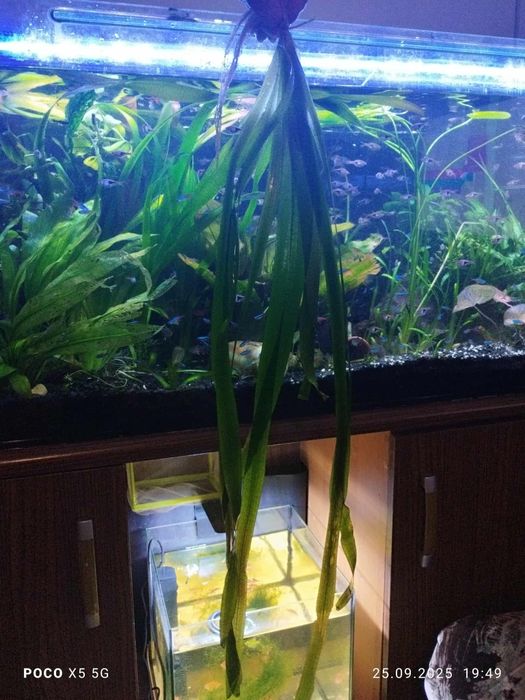 Nurzaniec giganteria