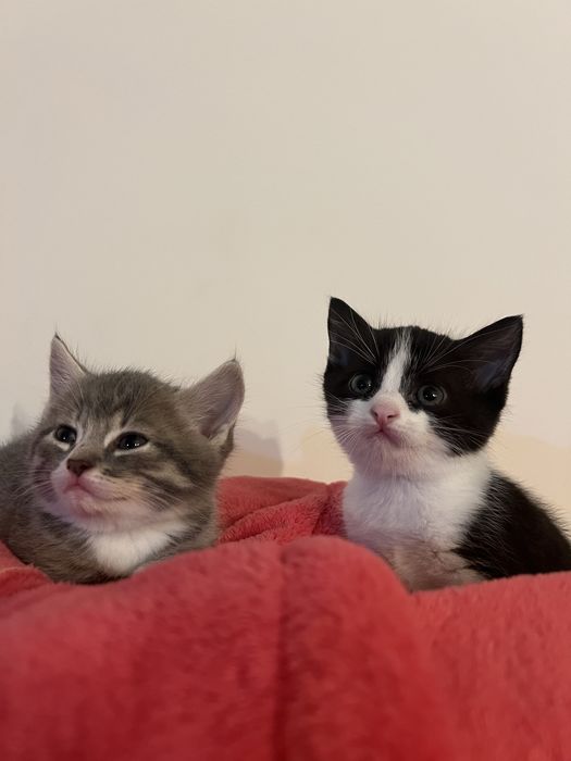 Кошенята Віддам в добрі руки!Плюс 100грв на корм!