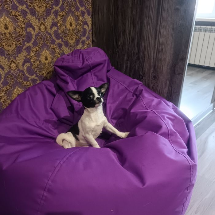 Залишився один красунчик чіхуахуа