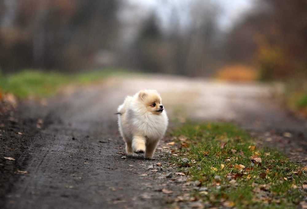 Dorosle suczki Pomeranian