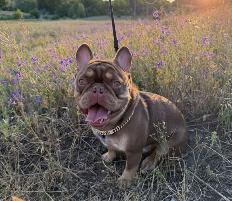 Ищем девочку  для вязки