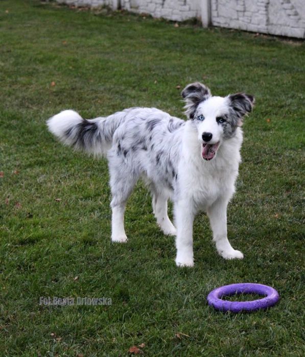 Border collie dziewczynka NAK-SU - ZKwP - gotowa do zmiany domu