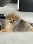 Pomeranian gotowy do odbioru szpic miniaturowy