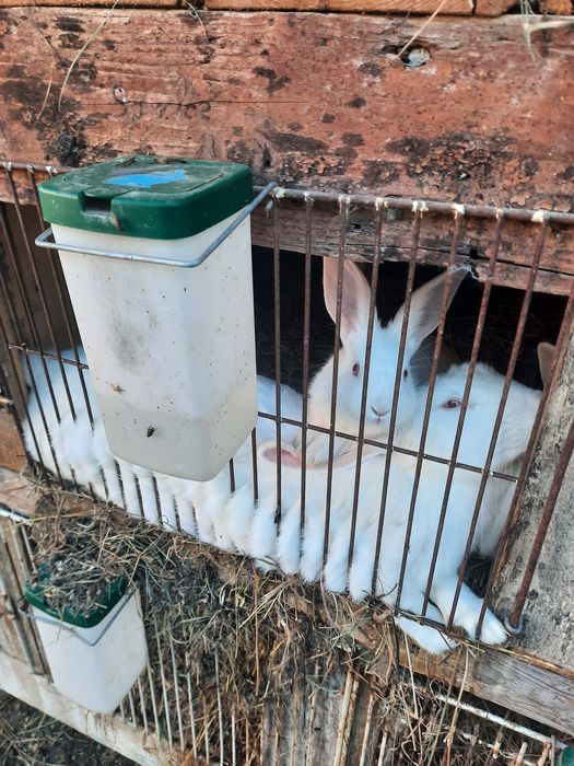 Sprzedam młode króliki Termondzkie.