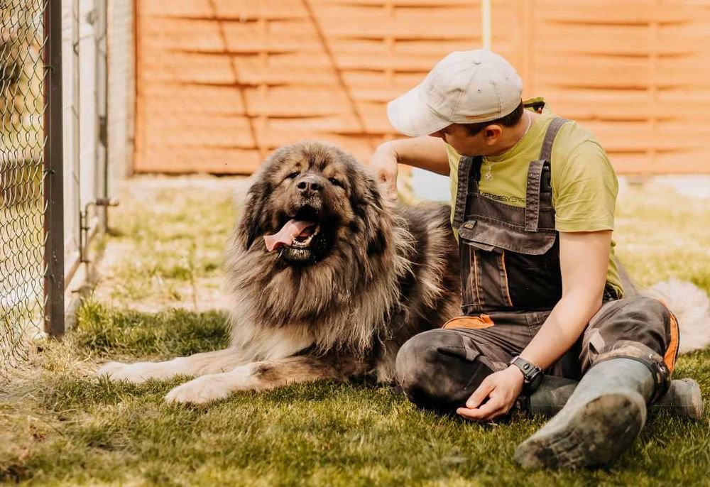 Owczarek kaukaski Gucio poleca się do adopcji!!!