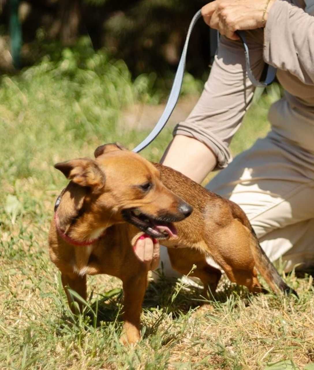 Suczka do adopcji ESKA